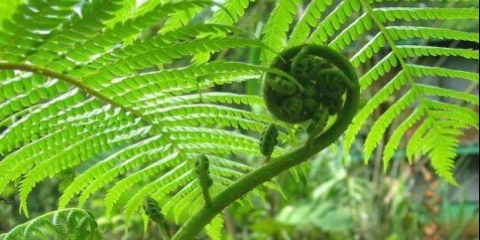 Paprat: zdravstvene koristi i štete